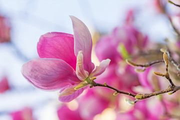 Closeup of a beautiful pink magnolia flower in the spring light