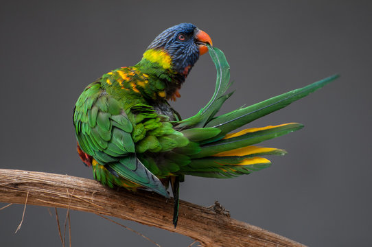 Perroquet