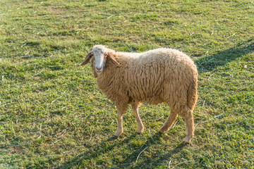 Fototapeta premium Sheeps in a meadow in the farm