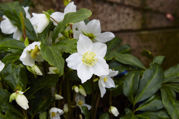 Helleborus niger