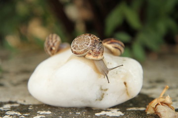 Snail on a white stone