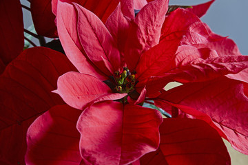 Ponsettia,