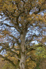 Eichen bei Langenburg im Herbst