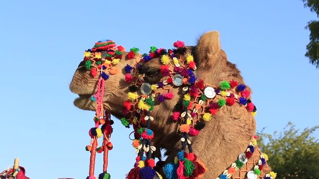 Decorated camel at Desert Festival in Jaisalmer, Rajasthan, India. Head camel close up