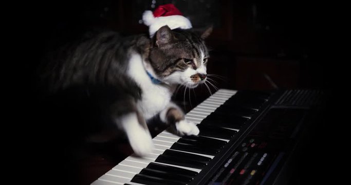 A funny cat wearing a Santa Claus hat playing a keyboard or organ.	 	