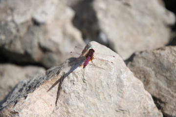 libellulidae on stones