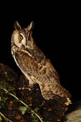 Long eared Owl