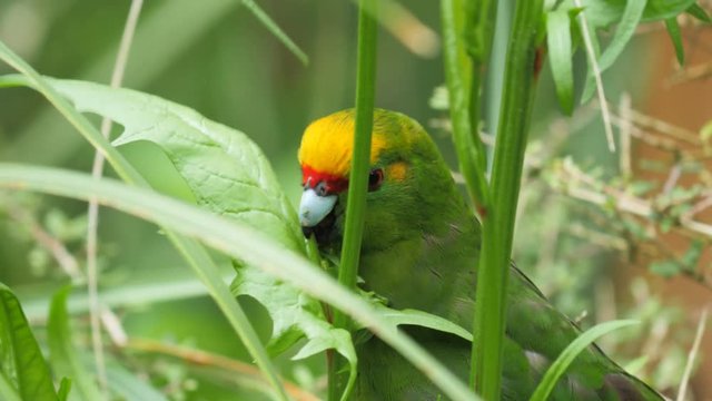 close up of a new zealand yellow-crowned parakeet feeding on a green leaf
