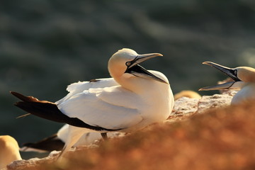 Morus bassanus. Helgoland. Photographed in the North Sea. The wild nature of the North Sea. Bird on...