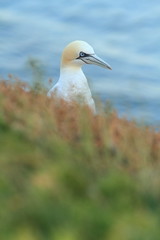 Morus bassanus. Helgoland. Photographed in the North Sea. The wild nature of the North Sea. Bird on the Rock. Northern Gannet. The North Sea. 