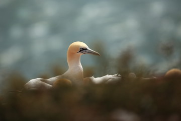 Morus bassanus. Helgoland. Photographed in the North Sea. The wild nature of the North Sea. Bird on the Rock. Northern Gannet. The North Sea. 