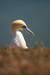 Morus bassanus. Helgoland. Photographed in the North Sea. The wild nature of the North Sea. Bird on the Rock. Northern Gannet. The North Sea. 