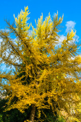 Ginko mit Herbstlaub