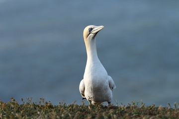 Morus bassanus. Helgoland. Photographed in the North Sea. The wild nature of the North Sea. Bird on the Rock. Northern Gannet. The North Sea. 