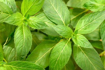 fresh chinese wild mint leaves in the garden, top view