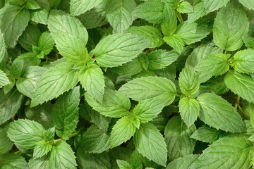 fresh peppermint leaves in the garden, top view