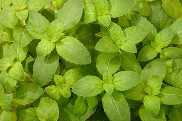 fresh scotch spearmint leaves in the garden, top view