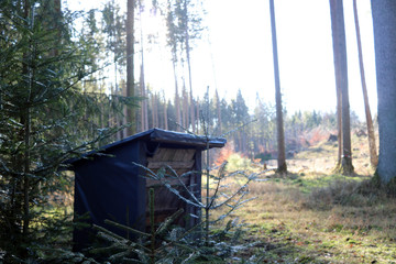 Wild Futterstelle im Wald