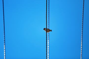 little Sparrow on wire