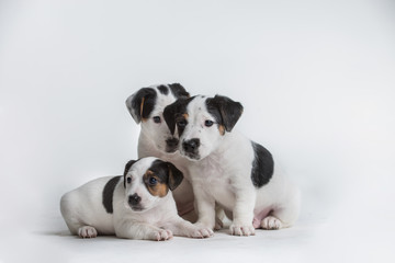 Three cute Jack Russell puppies isolated on a white background.