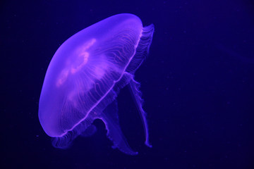 Jellyfish in the tank