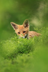 Vulpes vulpes. The animal is widespread throughout Europe. The wild nature of Europe. Autumn colors in the photo. Beautiful photo. Fox and orchid. Nature Czech.