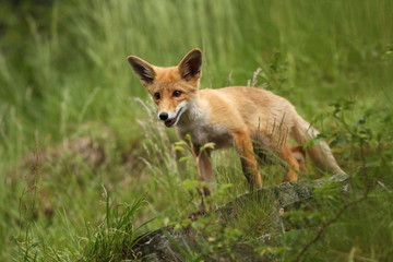 Vulpes vulpes. The animal is widespread throughout Europe. The wild nature of Europe. Autumn colors in the photo. Beautiful photo. Fox and orchid. Nature Czech.