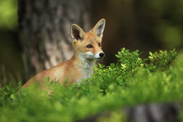 Vulpes vulpes. The animal is widespread throughout Europe. The wild nature of Europe. Autumn colors in the photo. Beautiful photo. Fox and orchid. Nature Czech.