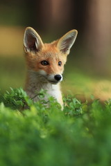 Vulpes vulpes. The animal is widespread throughout Europe. The wild nature of Europe. Autumn colors in the photo. Beautiful photo. Fox and orchid. Nature Czech.