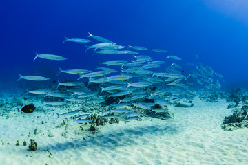 Fototapeta premium School of Fish