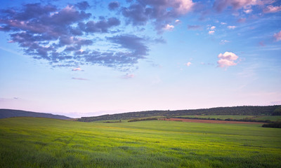 Agriculture field with crops