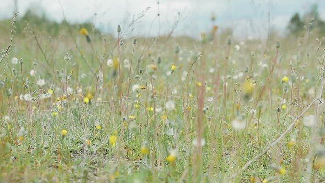 wild flowers on a background cloudy sky HD
