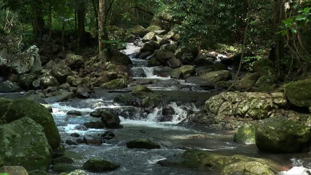 rainforest creek at natural bridge in springbrook national park