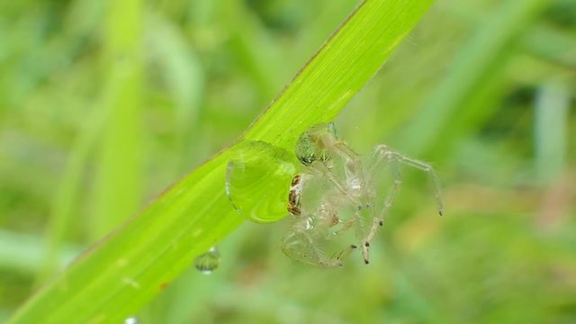 Carcass of Spider on leaves in tropical rain forest, 4K.