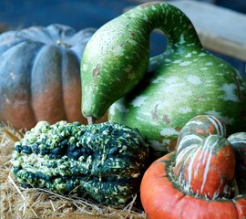 Gourd