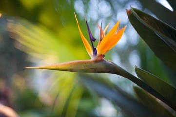 Bird of Paradise