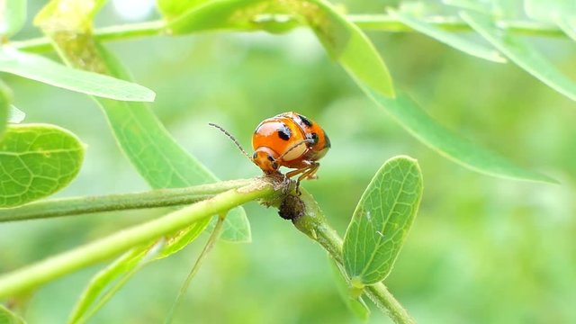 Ladybug (Micraspis discolor) is natural enemies of insect pest on leaves in tropical rain forest.