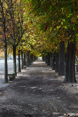 Avenue of trees in the park .