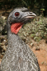 Black-fronted piping-guan, Penelope jacutinga