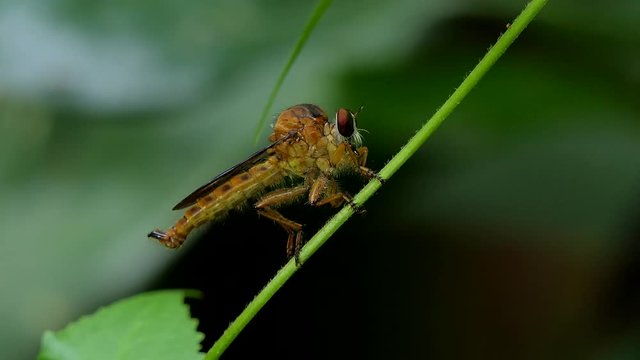 Robber Fly (Asilidae) is natural enemies of insect pest on branch in tropical rain forest.