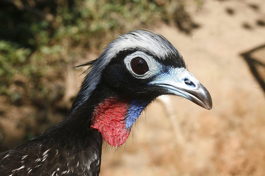 Black-fronted piping-guan, Penelope jacutinga