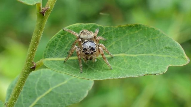 Hyllus Spider (Jumping spider) on leaves in tropical rain forest. concept zoom in.