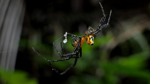 Closeup of spider on web in tropical rain forest, after rain. 4K