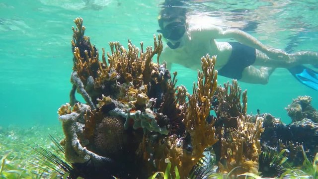 Man snorkeling and looks marine life in shallow water, Caribbean sea, underwater scene, Costa Rica, 50fps
