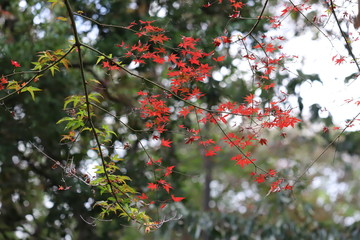 紅葉