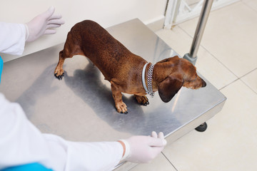 a veterinarian weighs a dog in a modern veterinary clinic