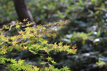 紅葉
