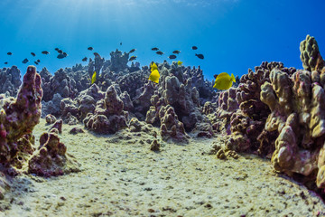 Tropical Reef with Fish