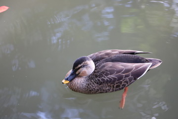 六義園の鴨