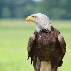 Foto op Plexiglas Bald eagle hoofd close-up portret © pitrs